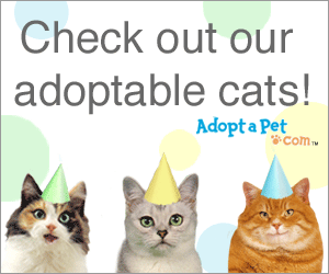 Adopt A Cat Party