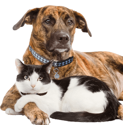 How can I adopt a cat or dog?